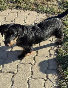 🌟 Spuri kleines Dackelmix mädchen - Kassel