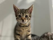 Baby Katzen abzugeben !Sofort - Hüde