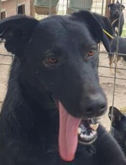 POCAHONTAS-wunderschöne Hündin,58 cm - Rösrath