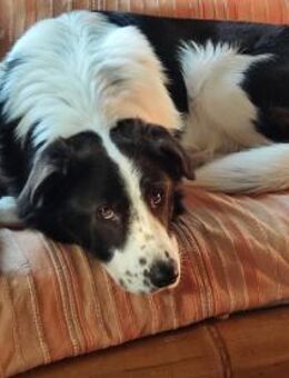 PINO 💕- aktiver junger Hund - Marienfließ