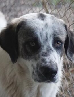 Joni, geb. ca. 11/2021, Griechenland - Markdorf