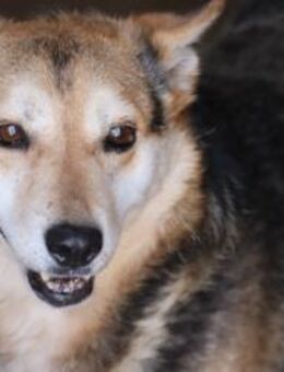 Scotty - sucht dringend ein Zuhause! - Lohra