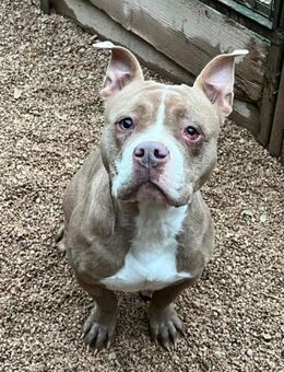 KIARA - eine American Bully...... - Kempen