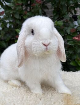 Hübscher Mini Lop Rammler / Zwergwidder / Minilop - Gütersloh