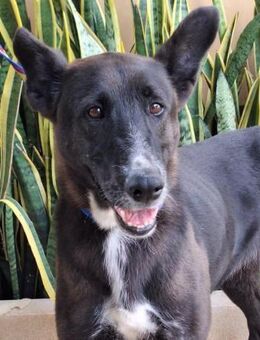 Valkiria träumt von einer lieben Familie - Laatzen