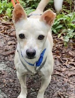 Oscar, freundlich, lernwillig, offen - Westerholt