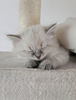 Neva Masquarade Sibirische Katze Kitten mit Stammbaum - Karlsruhe