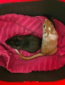 Rennmäuse männlich INKL Zubehör in 42651