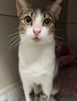 FiV+ Katze Zoey aus dem Tierschutz - Grevenbroich