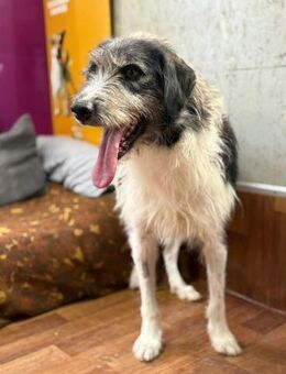 Winston sanfter Herzenshund - Gerlingen