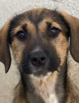 Tayachen, geb. ca. 07/2025, GRIECHENLAND - Euskirchen