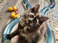 Katzenbabys Persermix - Geisenfeld