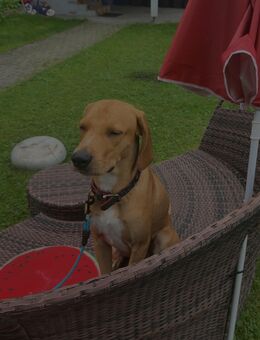 Brownie sucht ein Zuhause - Mauth