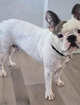 Leo - ist kontaktfreudig&verspielt - Löwenberger Land