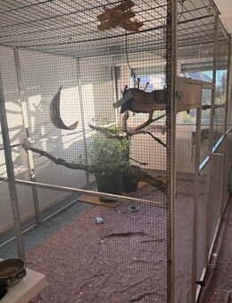 Graupapagei Suche - Trier