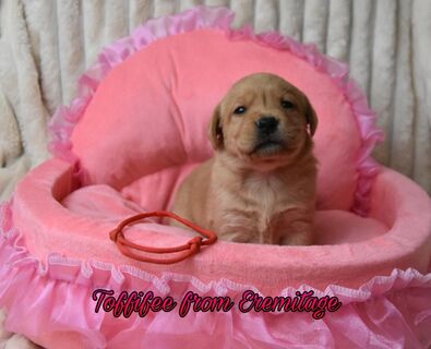 Labrador Welpen mit Ahnentafel gelb/foxred