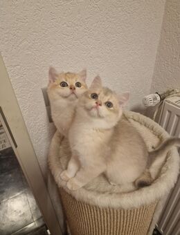 Bkh gold shaded - Delmenhorst