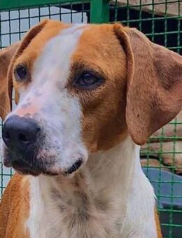 Merle - die Vielfältige - Obertshausen