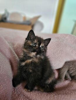 2 schöne kitten BKH - Gelsenkirchen