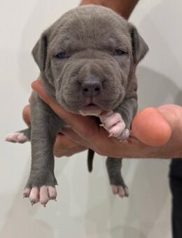 American Bully XL Welpen - Uckermark