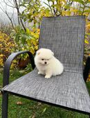 Ich verkaufe Pomeranian in 04329