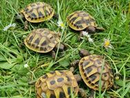 5 kleine griechische Landschildkröten (2023) - Fischbachau
