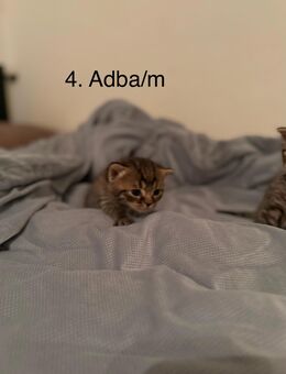 BKH Kitten abzugeben 300€ VB (NUR BARZAHLUNG) - Remscheid