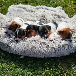 5 Wunderschöne Jack Russell Terrier Welpen