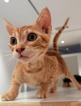 Hvitcik 🐾 ein ganz verspielter Kater - Kirchheim (München)