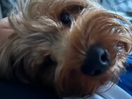 Yorkshire Terrier 3 Jahre Eddi - Siegen (Universitätsstadt) Seelbach