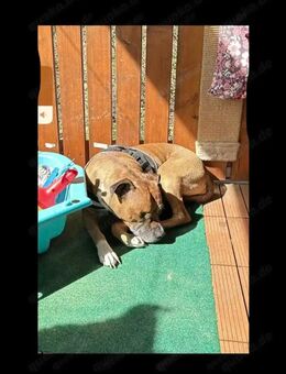 Bulldogge Dame sucht ein neues Zuhause - Stetten (Kalten Markt)