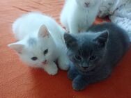 Wunderschöne Kitten suchen ein neues Zuhause - Neuss