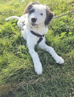 Chalky sucht seine Familie! - Schwaig (Nürnberg)