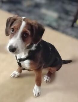 Emilia, freundlich und zauberhaft sucht - Berlin