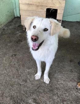 Shiro, sucht einen Gnadenplatz - Bonndorf (Schwarzwald)