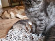 Maine coon mix kitten - Bad Berleburg