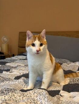 🐾Neugieriger Jungkater Toro🐾 - Eislingen (Fils)