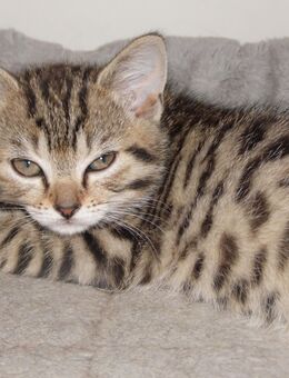 gesunde und aufgeweckte BKH-Mischlings-Kitten suchen ein neues schönes geräumiges Zuhause - Meinhard