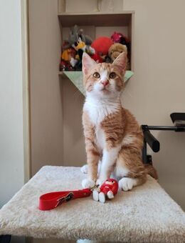 Sonnenschein Zara - Augsburg