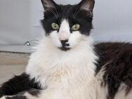 Chaplin 🐾 ist ein wahrer Hingucker 🐱 - Kirchheim (München)