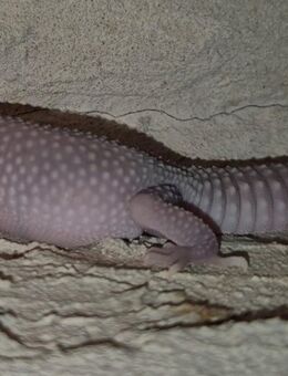 Wunderschöne super liebe Leopardgecko Jungtiere 2025 - Jüchen