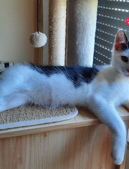 Süßer kleiner Kater abzugeben - Mickhausen