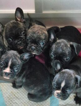 Französische bulldoggen welpen - Bad Schmiedeberg