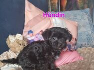 Maltipoo Babys - Weilerswist