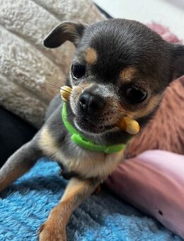 Sammy - Mülheim (Ruhr)