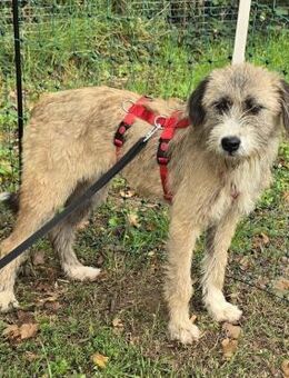 Dixy - verträglich und lernwillig- in DE - Westerholt