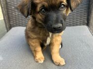 Yorkshire Terrier Welpen - Mönchengladbach