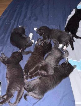 🐾 7 Kätzchen auf der Suche nach einem liebevollen Zuhause! 🐾 - Herzogenrath