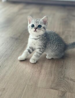 🐾 5 Britisch Kurzhaar Kitten alle mit (Ozean Blauen Augen)Liebevolle Familien gesucht! 🐾 - Hamm Zentrum