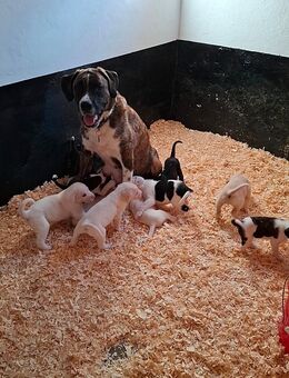 Boxer Mischlings Welpen - Büttstedt